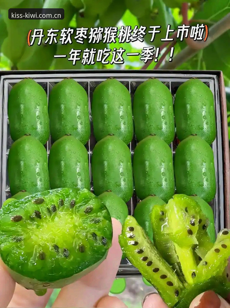 奇异果体育平台更新日志深度评测：安卓版装完就能用，数据刷新比旧版快了一个身位